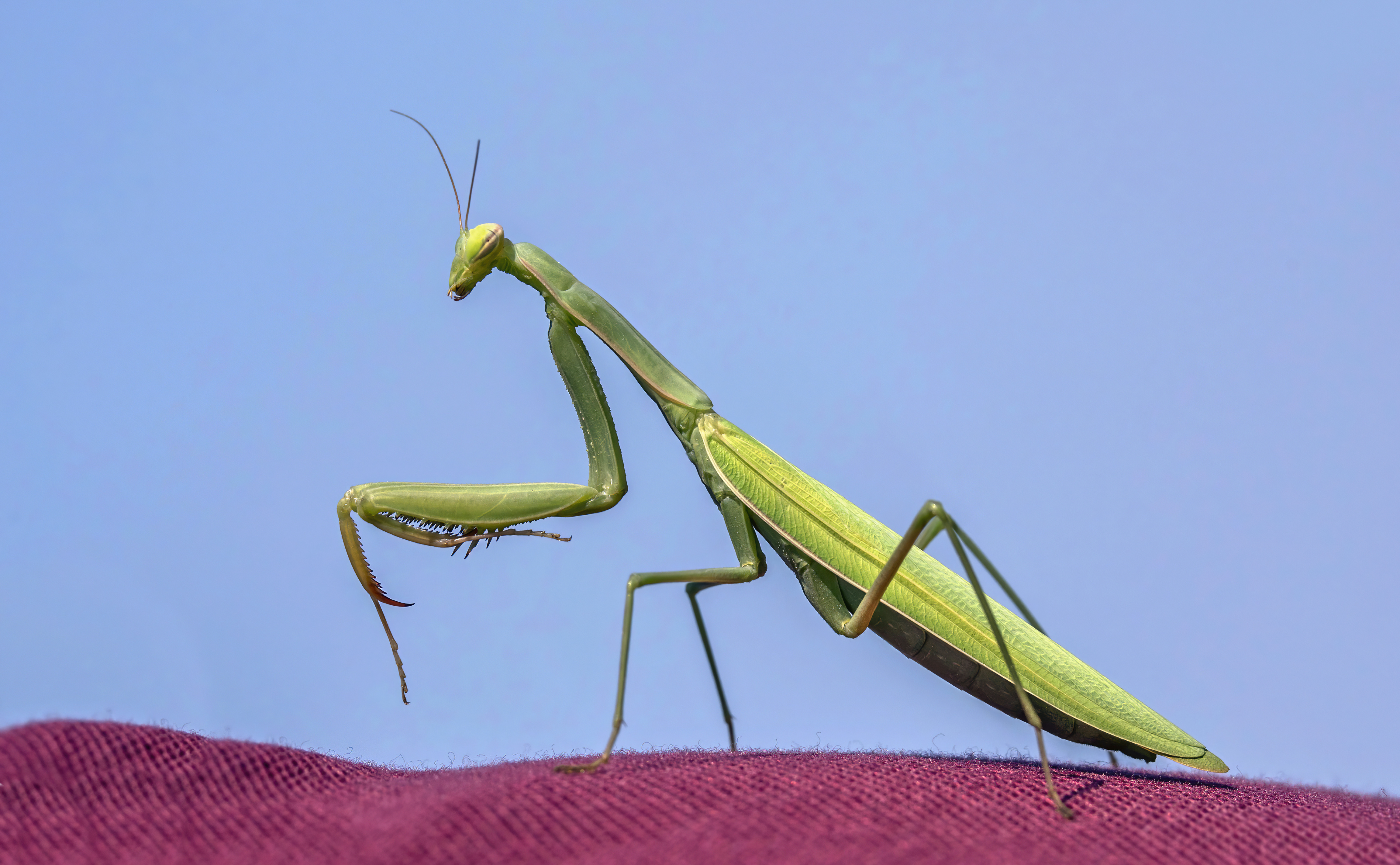 praying mantis